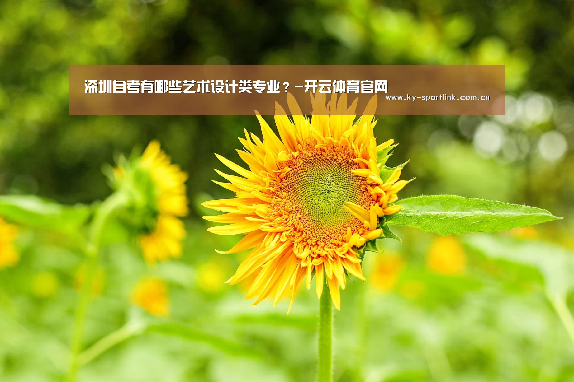 深圳自考有哪些艺术设计类专业?-开云体育官网(图2) 开云热门赛事